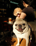 Pet Photography Session by The Rolling Bros