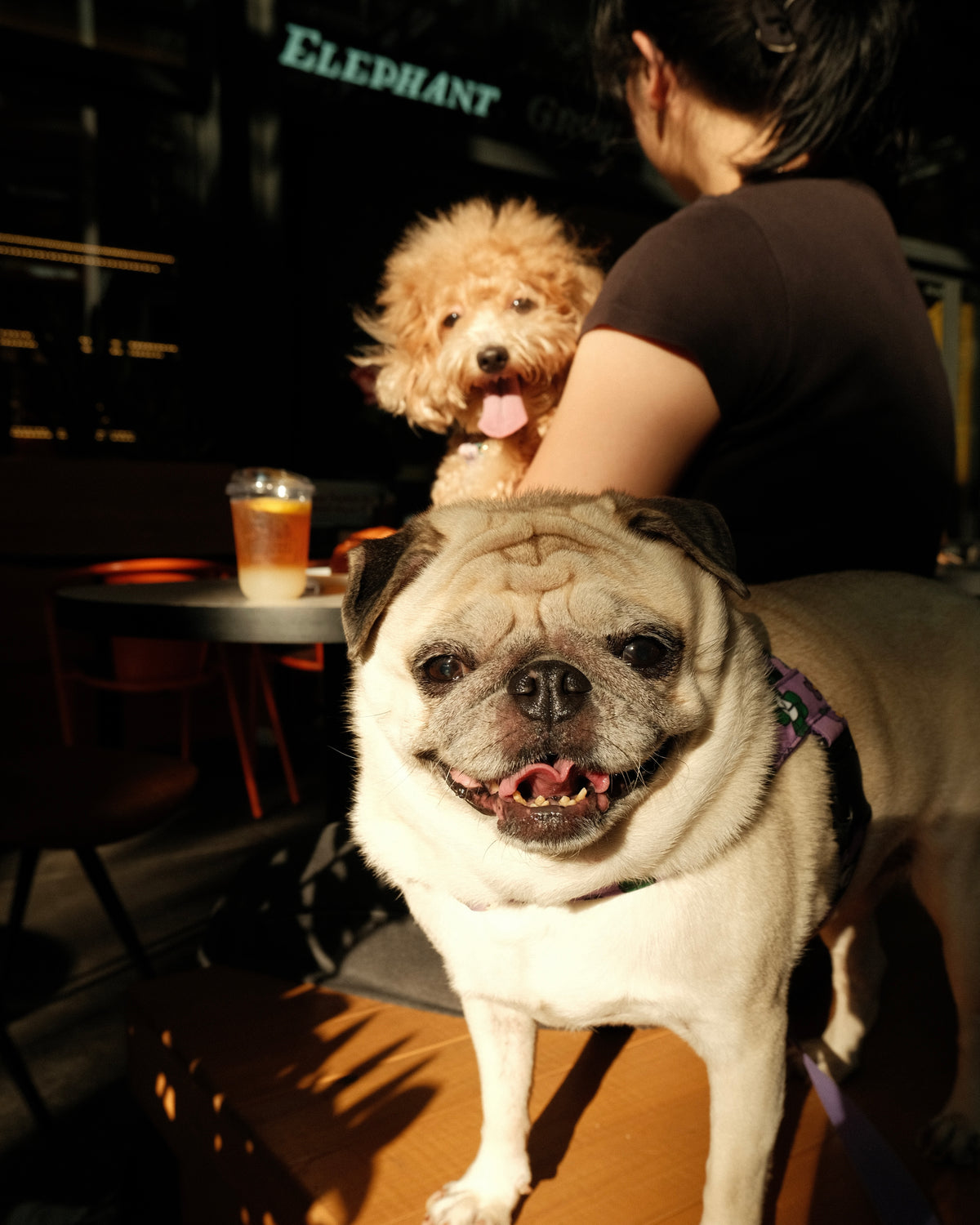 Pet Photography Session by The Rolling Bros